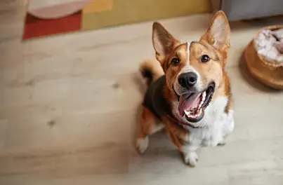 Dental Care Essentials: Supporting Your Pets' Oral Health