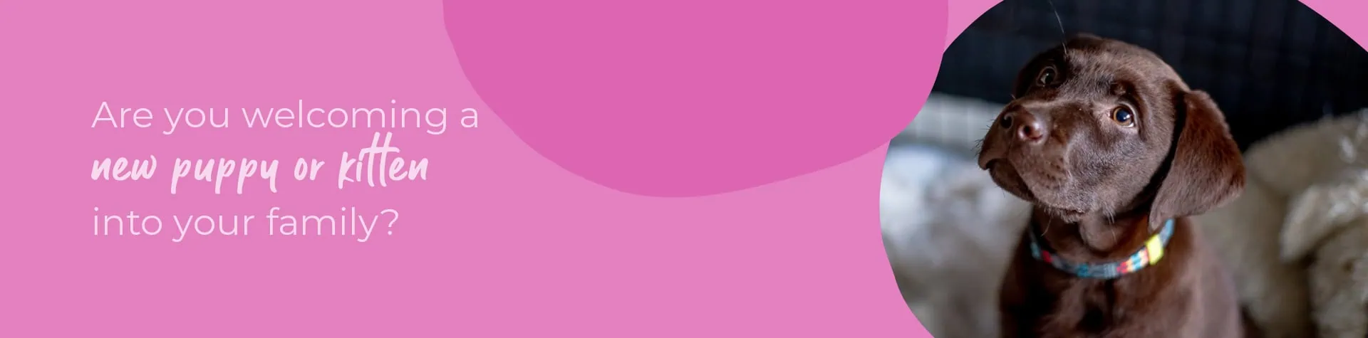 Start of Life for Your Puppy or Kitten