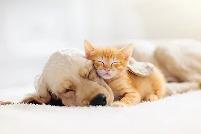 What to consider before getting a new pet