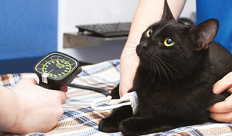 feline blood pressure measuring