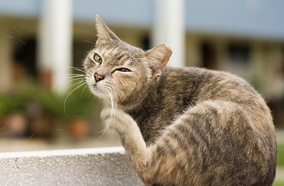 How to Get Rid of Fleas in Cats