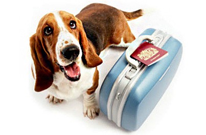 Taking Your Pet Abroad - Pet Travel Scheme