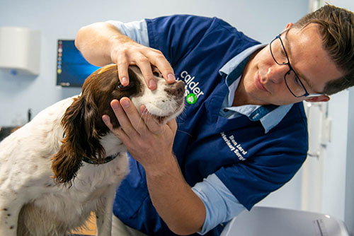https://www.caldervets.co.uk/images/2020_content/dog-having-scale-and-polish-treatment.jpg