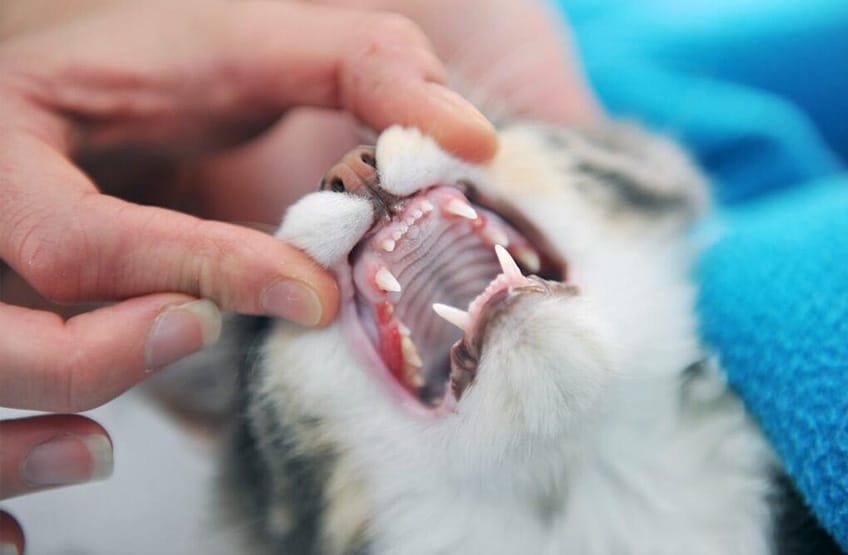 brushing my cat's teeth