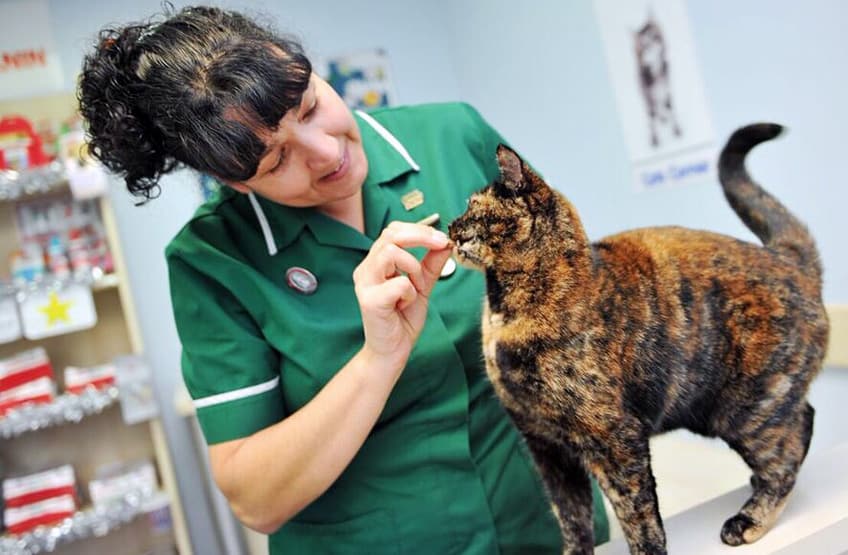 A cat receives a little reward to a successful health check at Calder