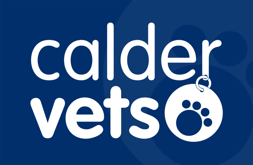 A guide to common poisons in pets - Calder Vets