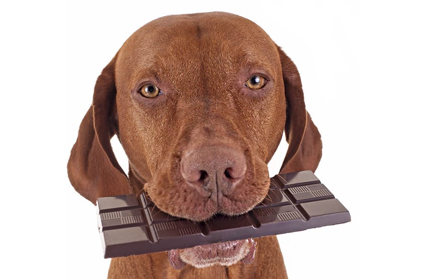 Dogs are prone to stealing chocolate, keep out of reach