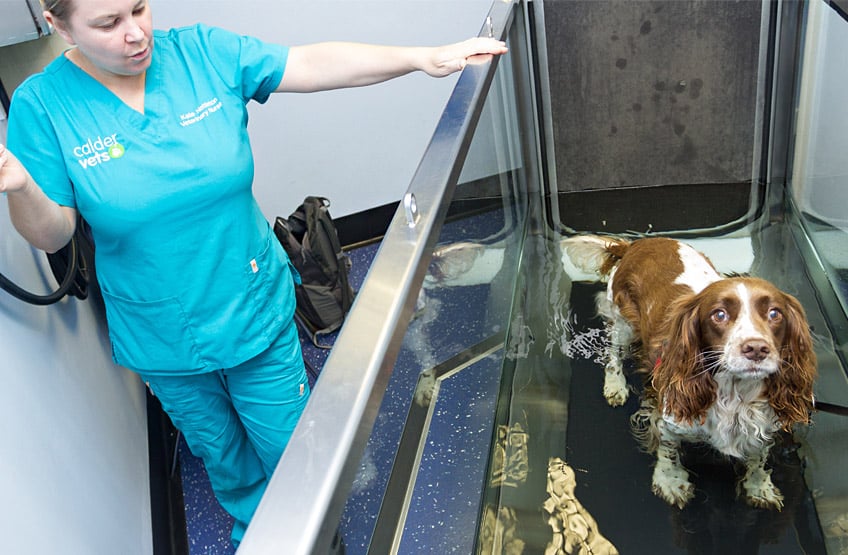 dogs undergoing hydrotherapy