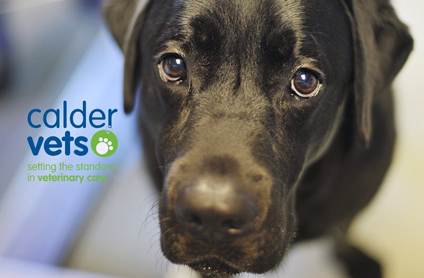 calder vets advice how to choose dog kennels