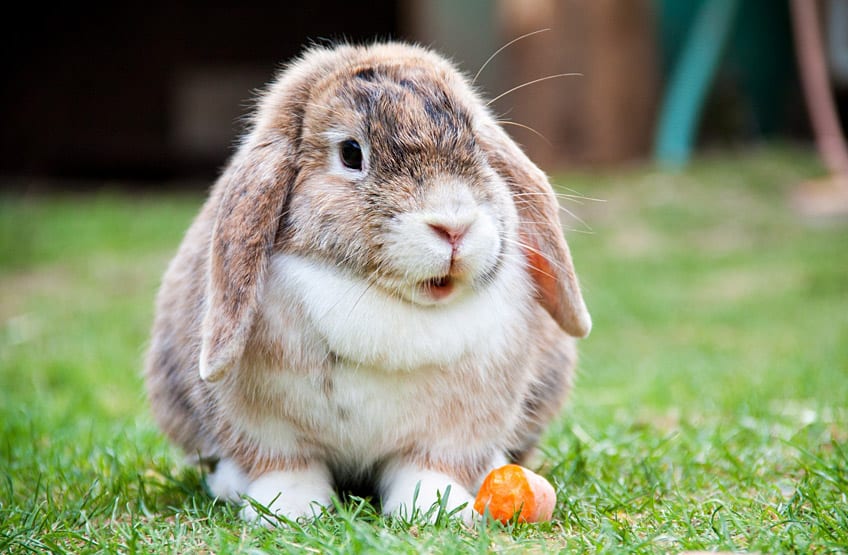 Are Baby Rabbits Born With Teeth? 
