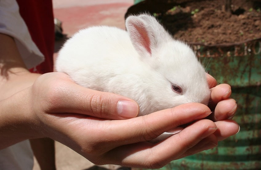 young pet rabbit care