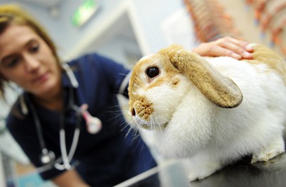 Pre Operation Checklist for your Rabbit