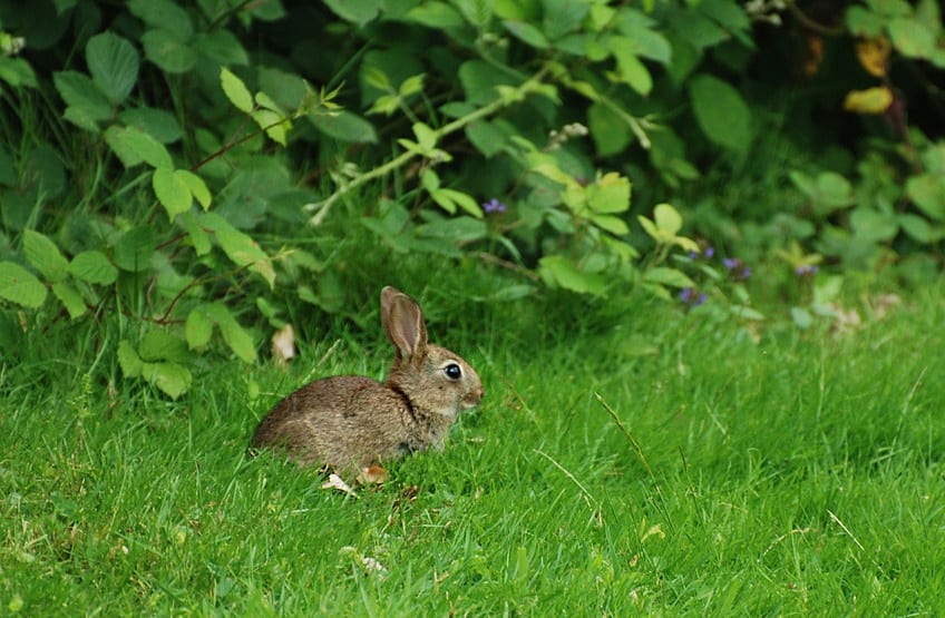 your rabbit diet advice from calder vets